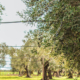 L'Olio dell'Avvocato GAETA - Olio Extravergine d'Oliva