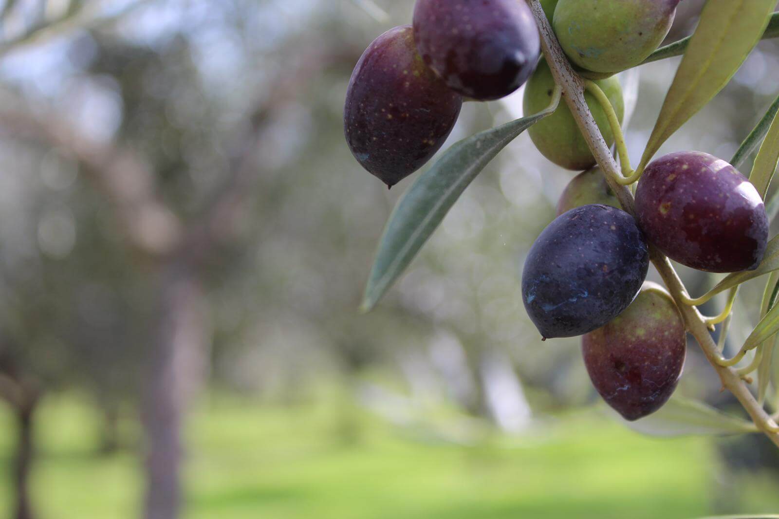 UN CUCCHIAIO DI OLIO A QUANTI GRAMMI CORRISPONDE? | Olio Gaeta